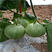 绿蜜一号甜瓜种子早熟大果绿宝石香瓜种子绿肉果肉厚