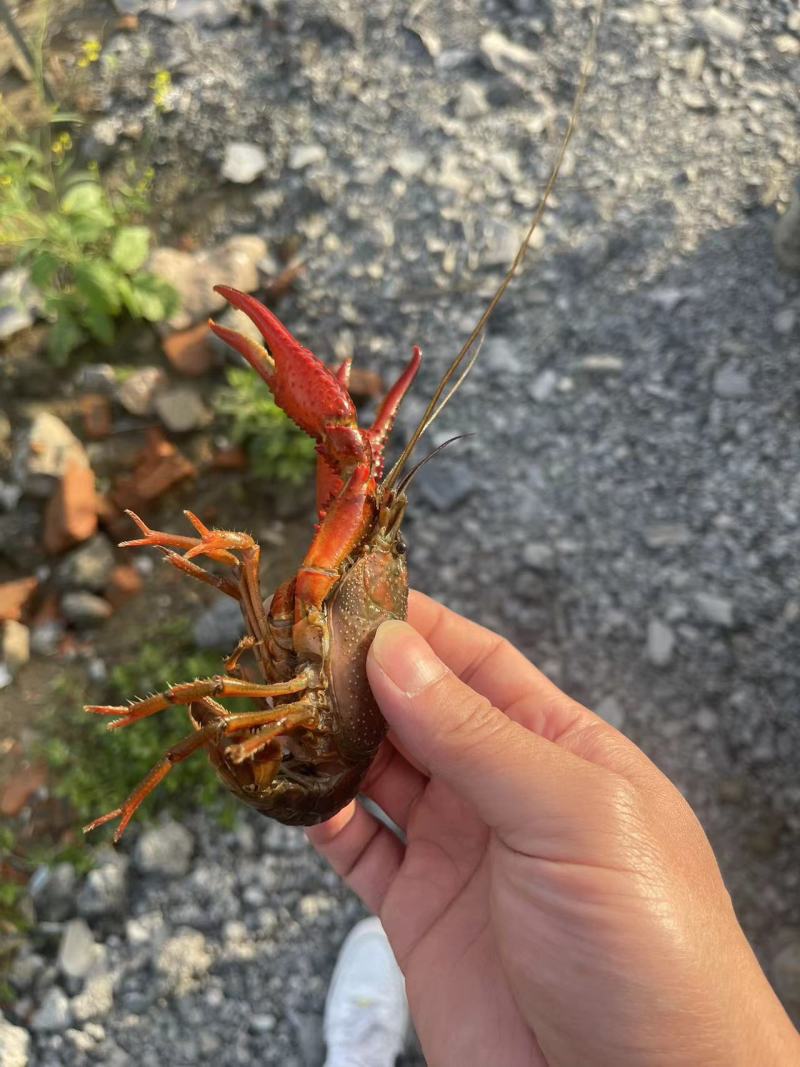 【牛商推荐】湖北潜江龙虾特级清水小龙虾可视频看货基地直发