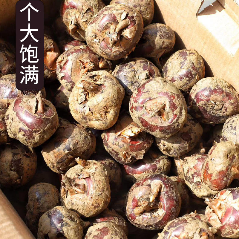 广西桂林荔浦马蹄荸荠新鲜现挖大果量大优惠