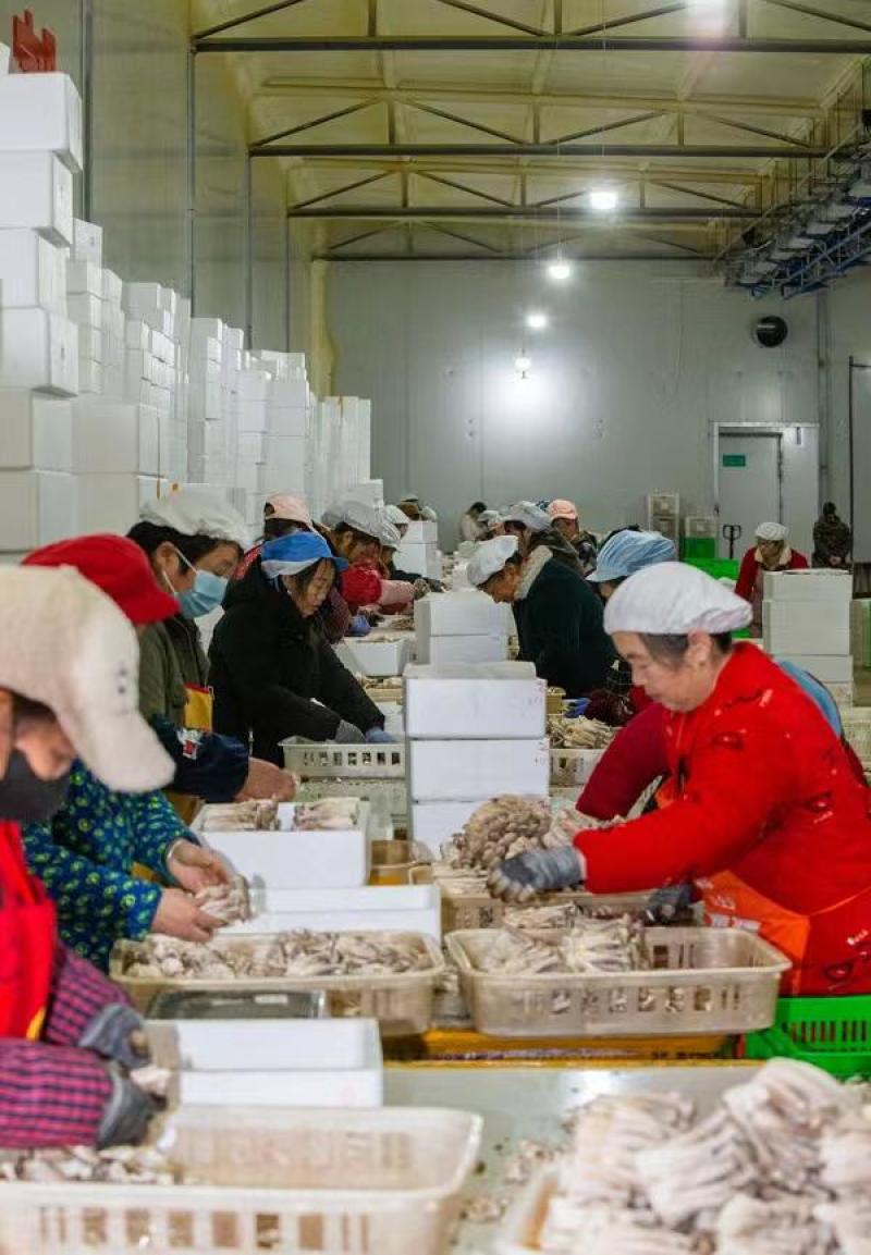新鲜赤松茸质量保障量大从优对接全国欢迎订购