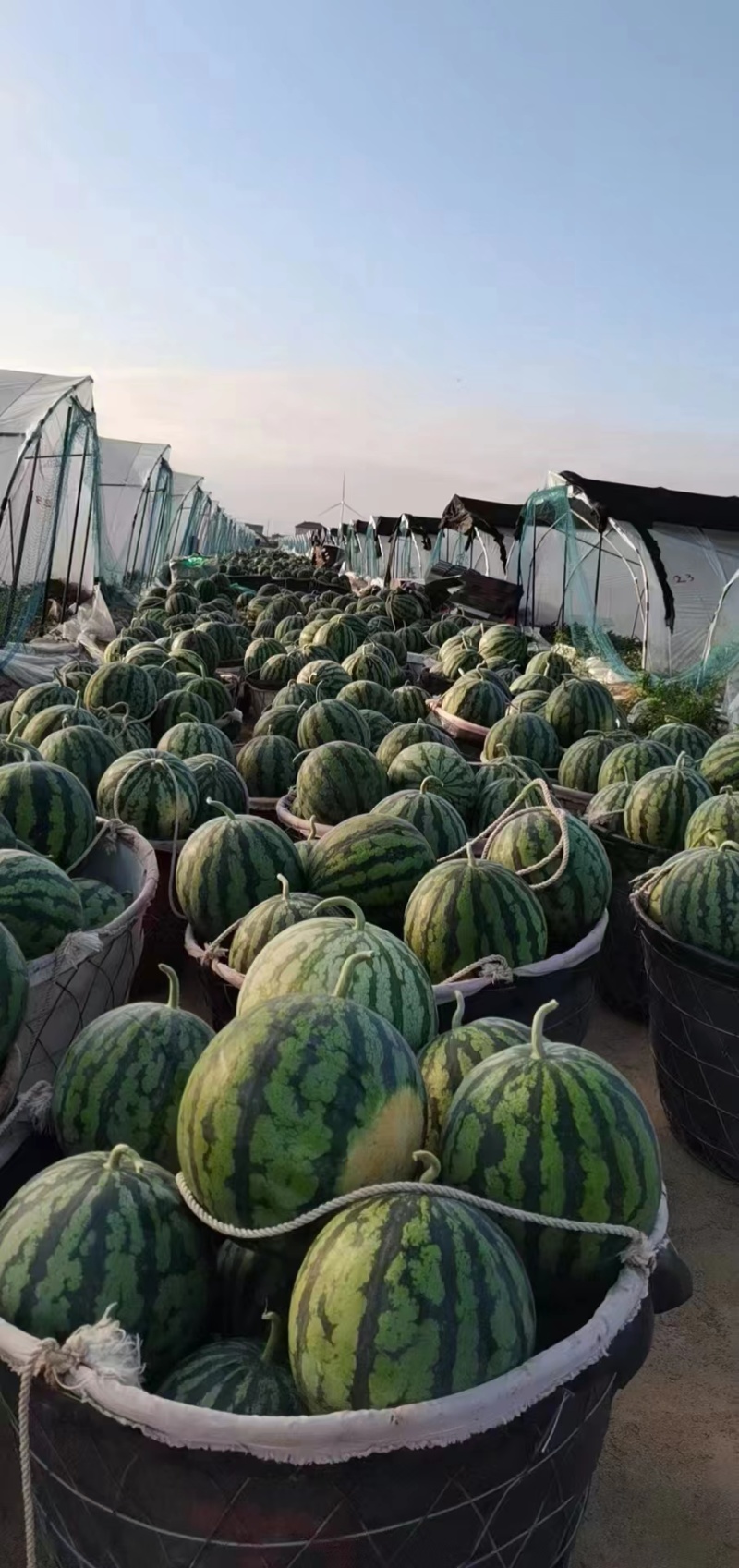 【实力】山西西瓜，美都西瓜，基地直供，欢迎来电洽谈