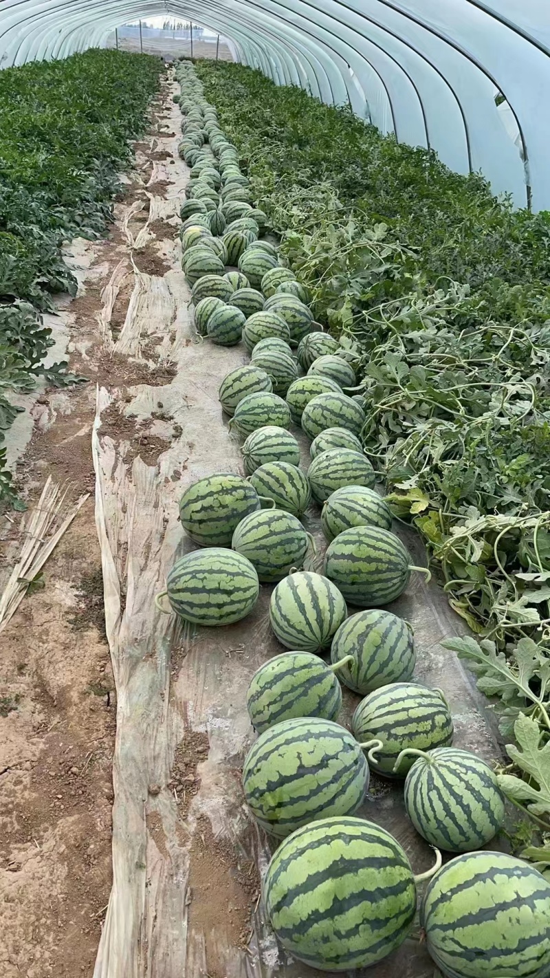 【实力】山西西瓜，美都西瓜，基地直供，欢迎来电洽谈