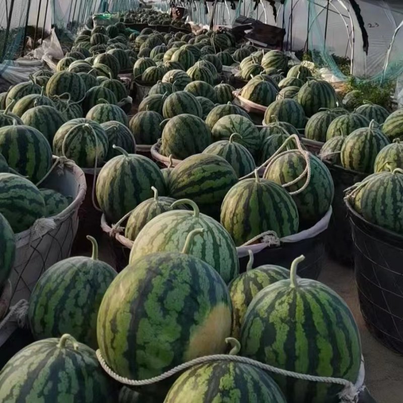 （美都西瓜）西瓜，美都麒麟西瓜，基地直发，坏瓜包赔