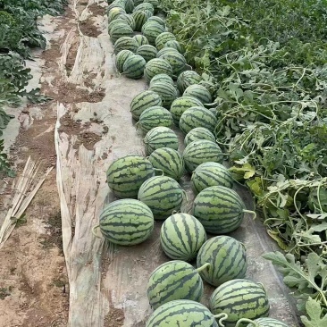 （8424麒麟西瓜）山西西瓜，美都麒麟西瓜，基地直供