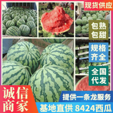 安徽西瓜宿州8424有籽西瓜，熟度好甜度高，货源稳定