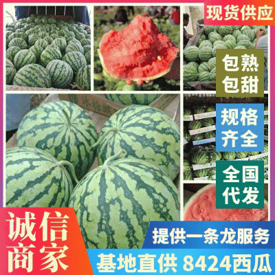 安徽西瓜宿州8424有籽西瓜，熟度好甜度高，货源稳定