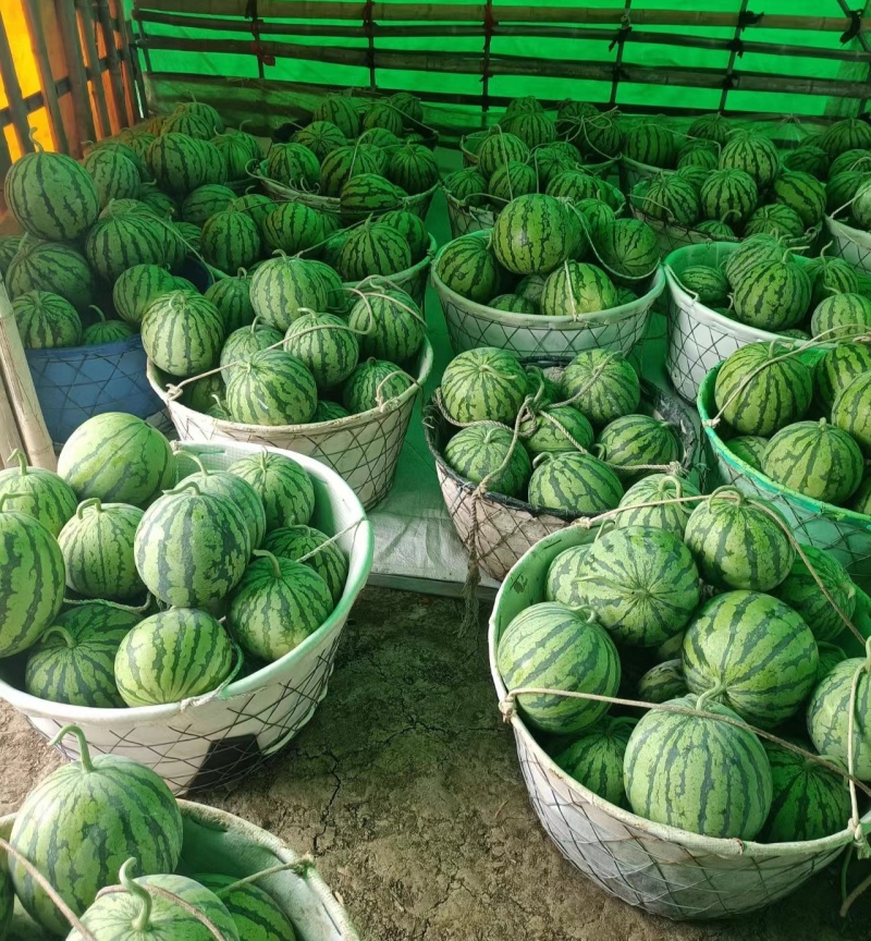 安徽8424西瓜宿州8424有籽西瓜，熟度好，甜度高