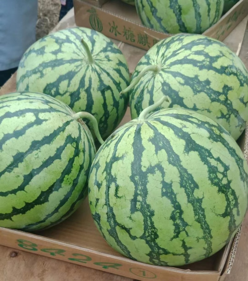 安徽8424西瓜宿州8424有籽西瓜，熟度好，甜度高