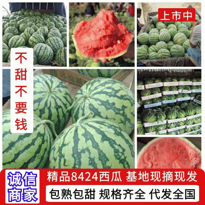 安徽西瓜8424有籽西瓜欢迎老板来基地考察订购