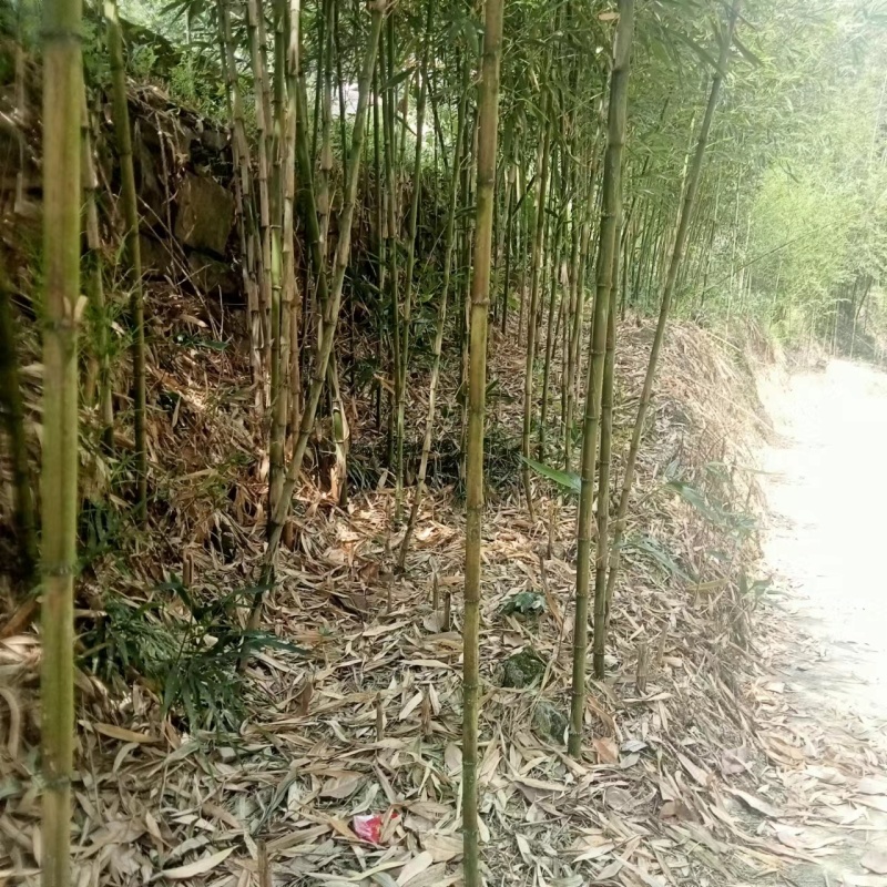 精品【刺竹苗】竹苗带有新鲜泥巴个头均匀一条龙服务