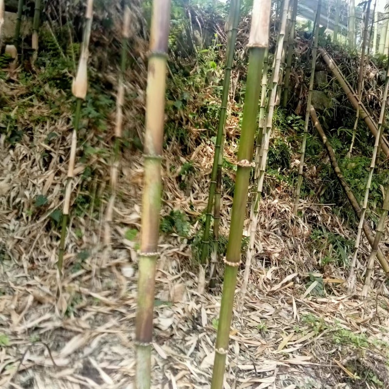 精品【刺竹苗】竹苗带有新鲜泥巴个头均匀一条龙服务