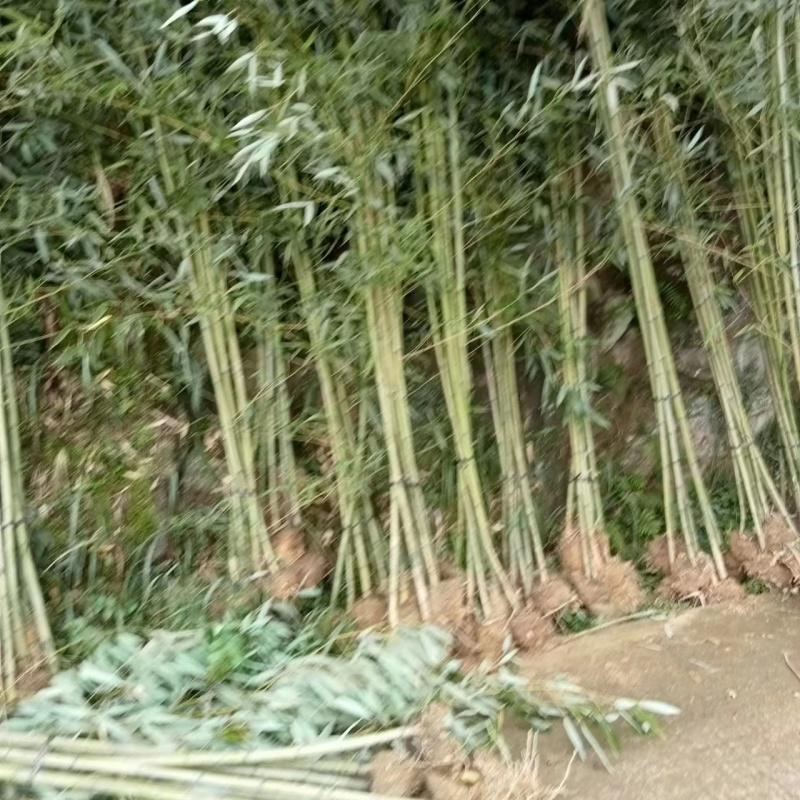 班竹【小竹苗精品】竹苗对接全国透明交易欢迎咨询