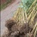 班竹【小竹苗精品】竹苗对接全国透明交易欢迎咨询