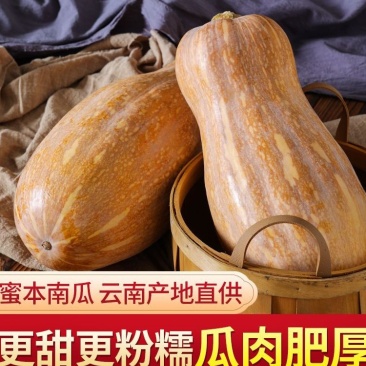 【热卖中】蜜本南瓜大量现货对接电商批发商社区团购