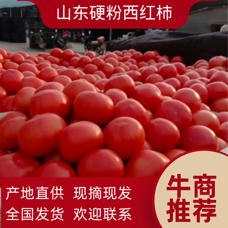 硬粉西红柿，产地发货货源充足价格优惠欢迎咨询