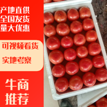 硬粉西红柿，货源充足，果型好，硬度好，耐运输发往全国各地