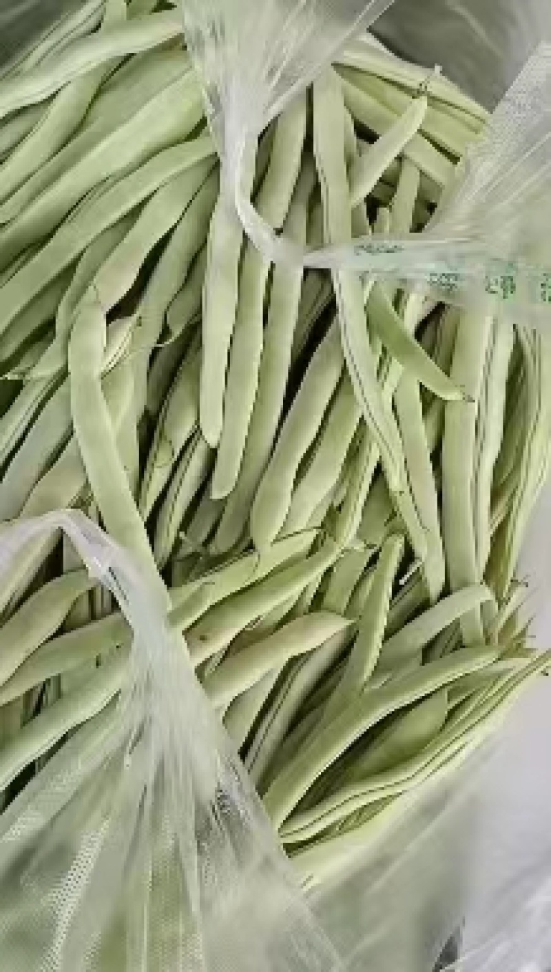 【推荐】九粒白芸豆白不老大量上市中视频看货诚信为本等您来电