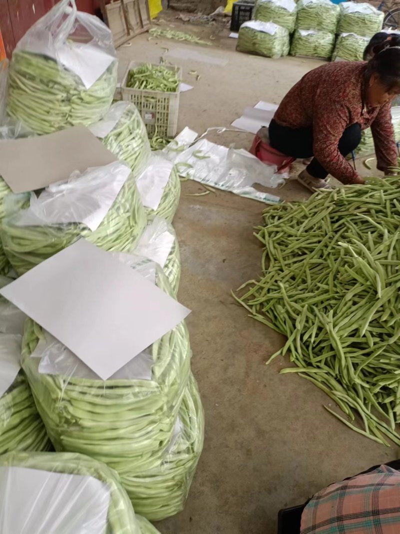 【推荐】九粒白芸豆白不老大量上市中视频看货诚信为本等您来电