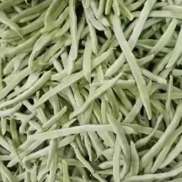 【推荐】九粒白芸豆白不老大量上市中视频看货诚信为本等您来电