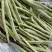 【推荐】九粒白芸豆白不老大量上市中视频看货诚信为本等您来电
