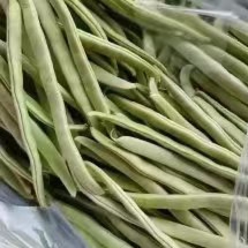 【推荐】九粒白芸豆白不老大量上市中视频看货诚信为本等您来电