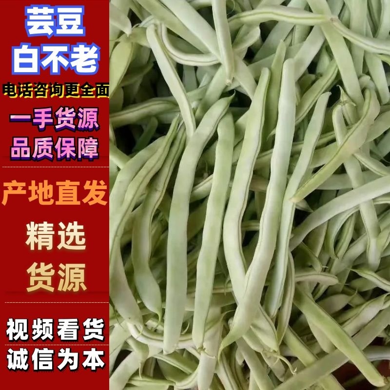 【优质】大棚菜，白不老，油豆红豆，大量上市中，一条龙服务