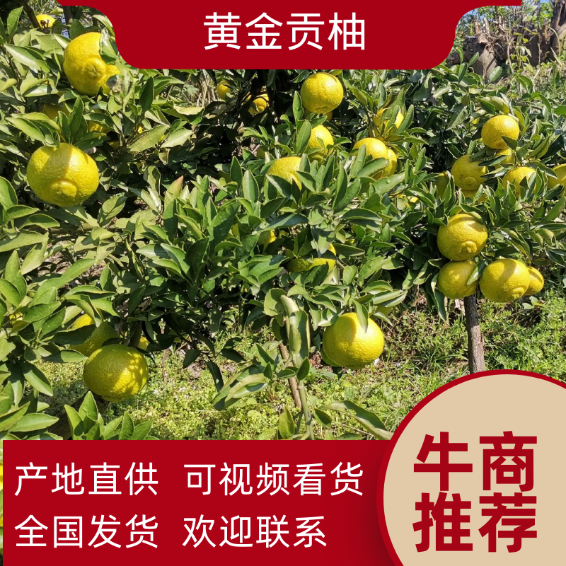 黄金贡柚春香桔柚甜桔柚基地供货协助物流对接全国商超