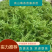 高山莓茶苗藤茶苗，采嫩芽做莓茶，栽苗绿化遮阳，现挖保湿