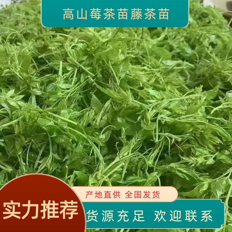 高山莓茶苗藤茶苗，采嫩芽做莓茶，栽苗绿化遮阳，现挖保湿