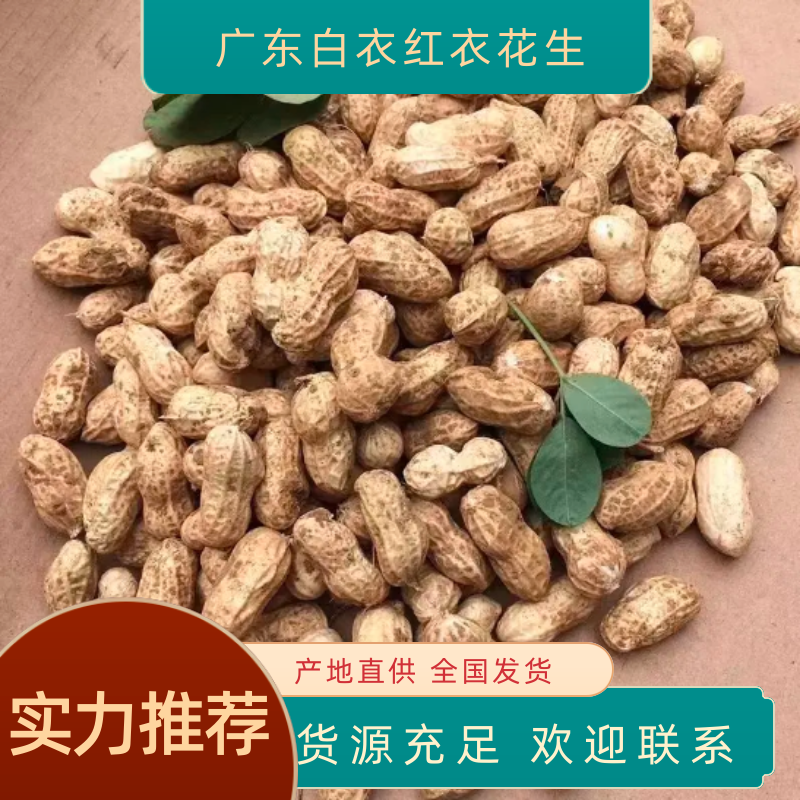 【热卖】广东湛江徐闻推选花生白衣红衣花生质量好欢迎联系