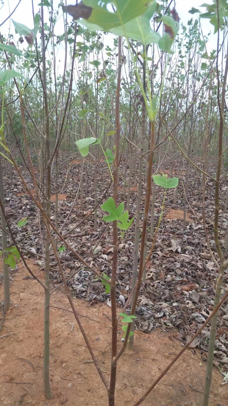 【基地直供】马褂木小苗规格齐全可视频看货量大优惠欢迎联系