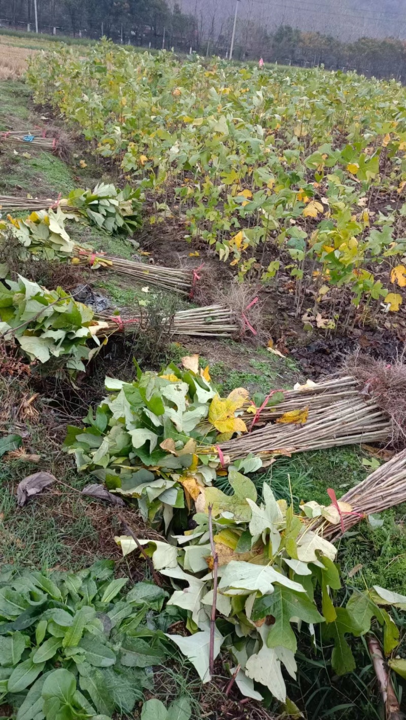 【基地直供】马褂木小苗规格齐全可视频看货量大优惠欢迎联系