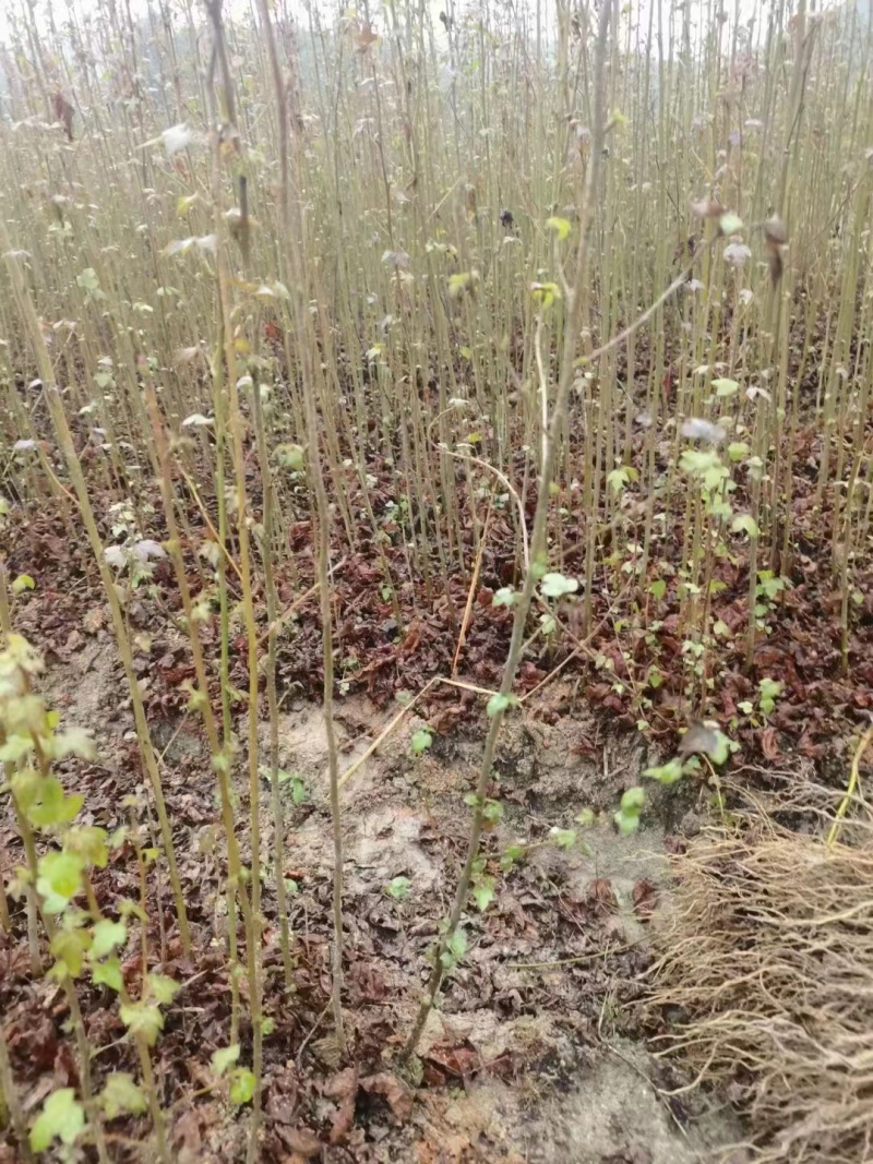 【热卖推荐】枫香小苗。基地直发可视频看货实地考察欢迎联系