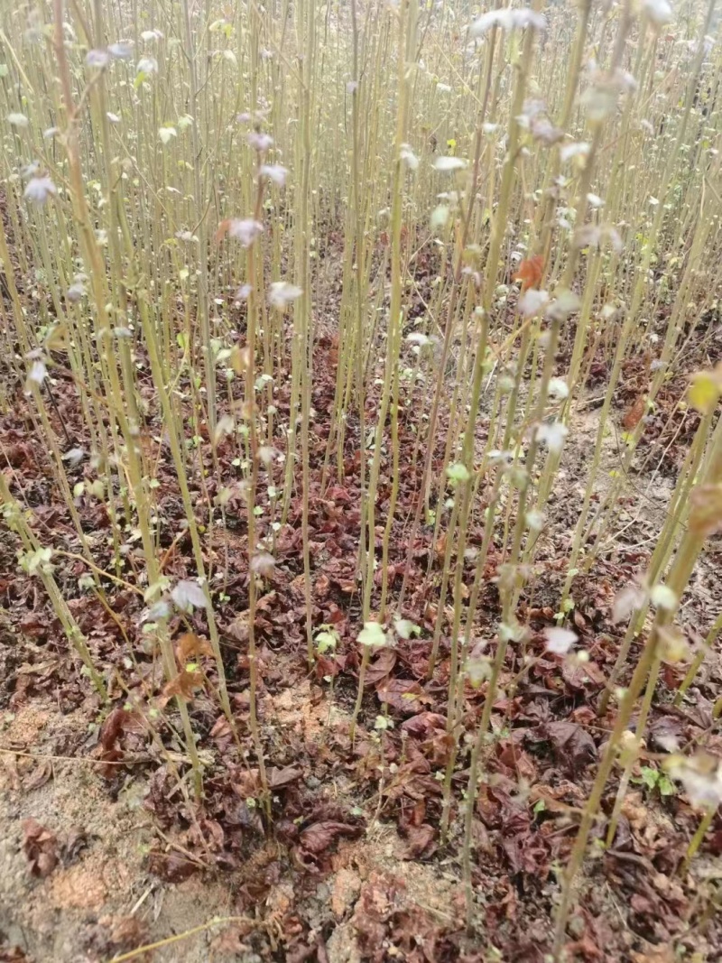 【热卖推荐】枫香小苗。基地直发可视频看货实地考察欢迎联系