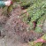 【热卖推荐】枫香小苗。基地直发可视频看货实地考察欢迎联系