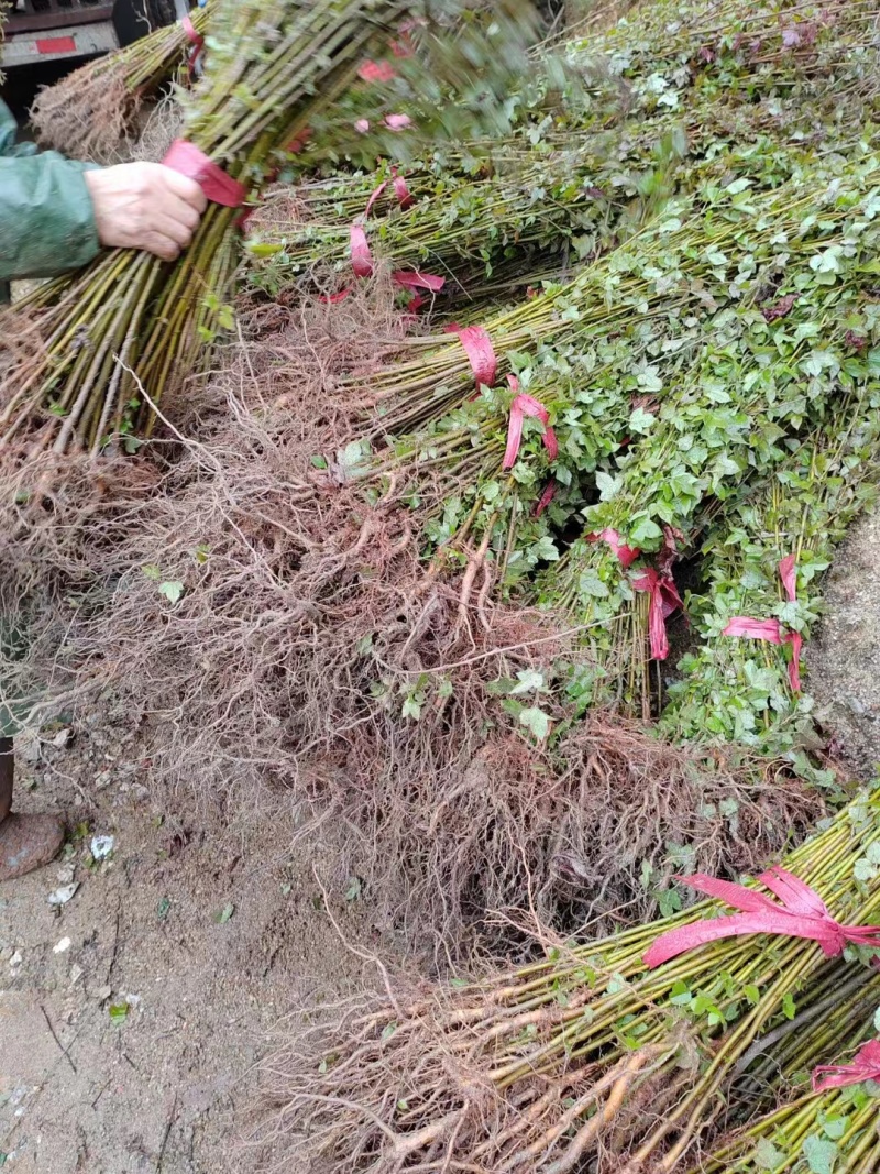 【热卖推荐】枫香小苗。基地直发可视频看货实地考察欢迎联系