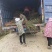 【热卖推荐】枫香小苗。基地直发可视频看货实地考察欢迎联系