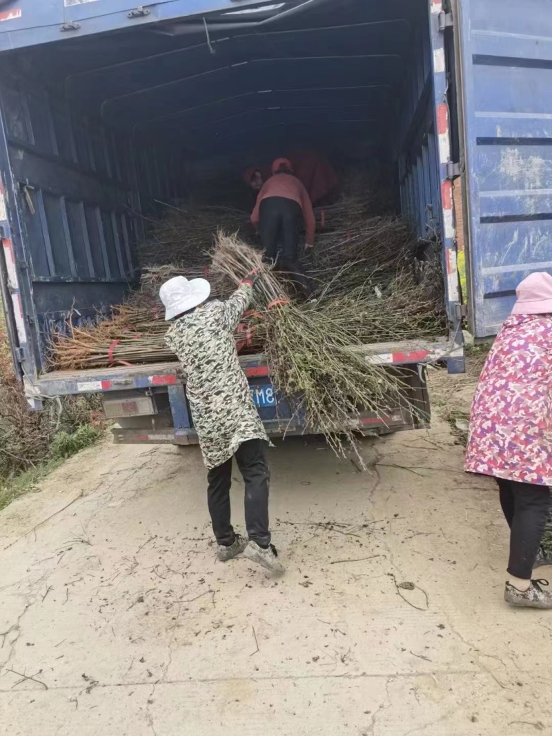 【热卖推荐】枫香小苗。基地直发可视频看货实地考察欢迎联系