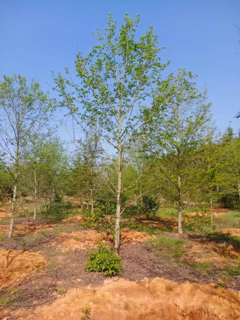 【热卖推荐】枫香小苗。基地直发可视频看货实地考察欢迎联系