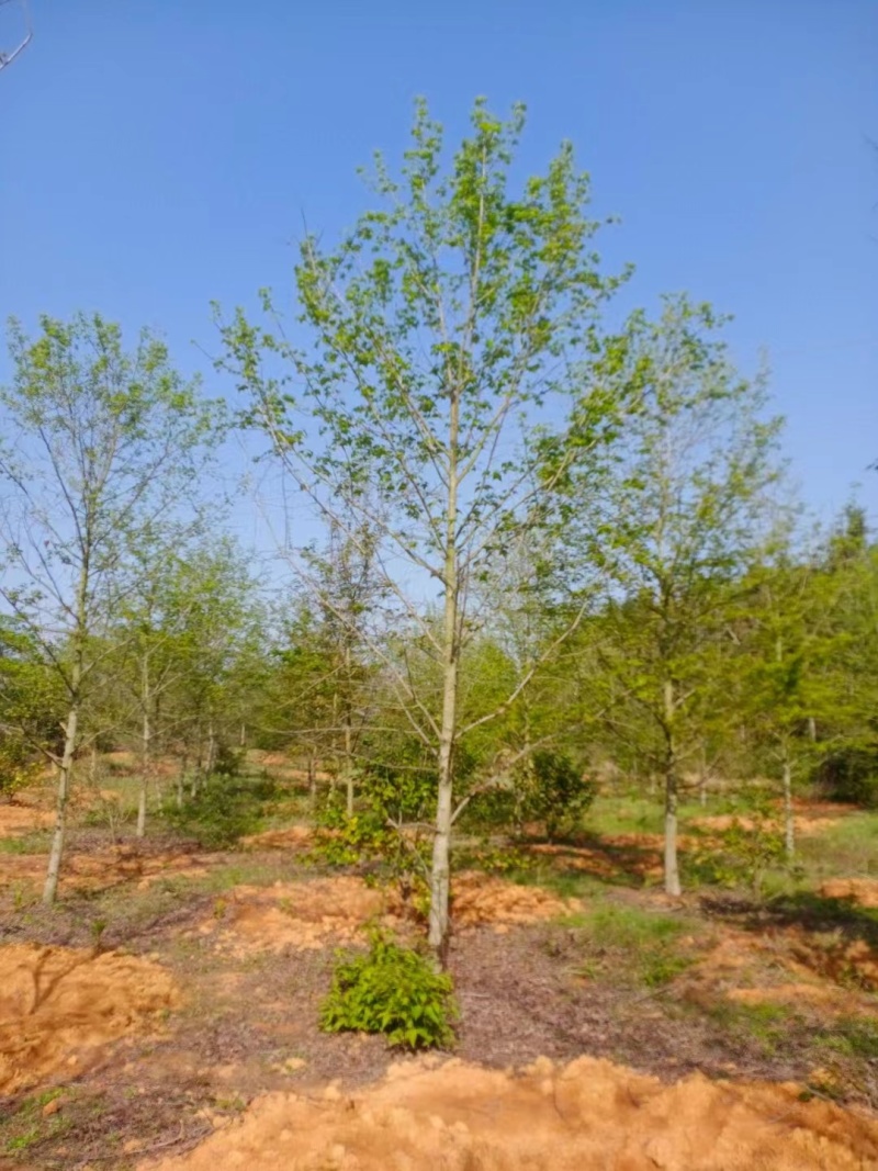 【热卖推荐】枫香小苗。基地直发可视频看货实地考察欢迎联系