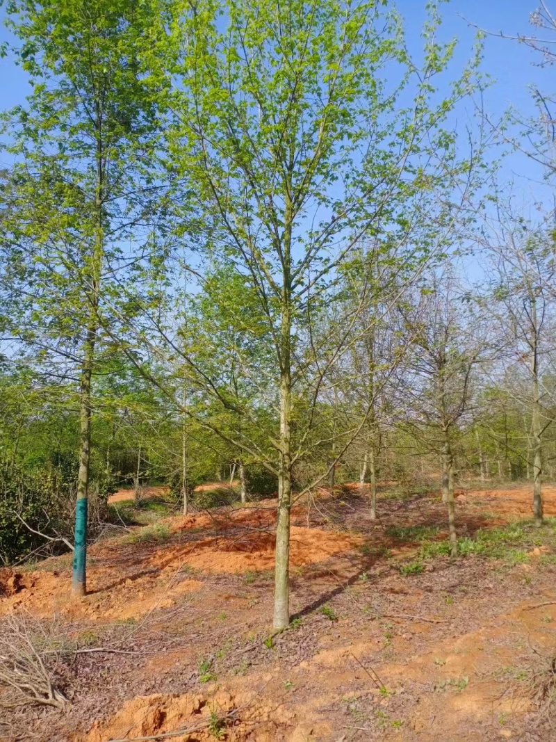 【热卖推荐】枫香小苗。基地直发可视频看货实地考察欢迎联系
