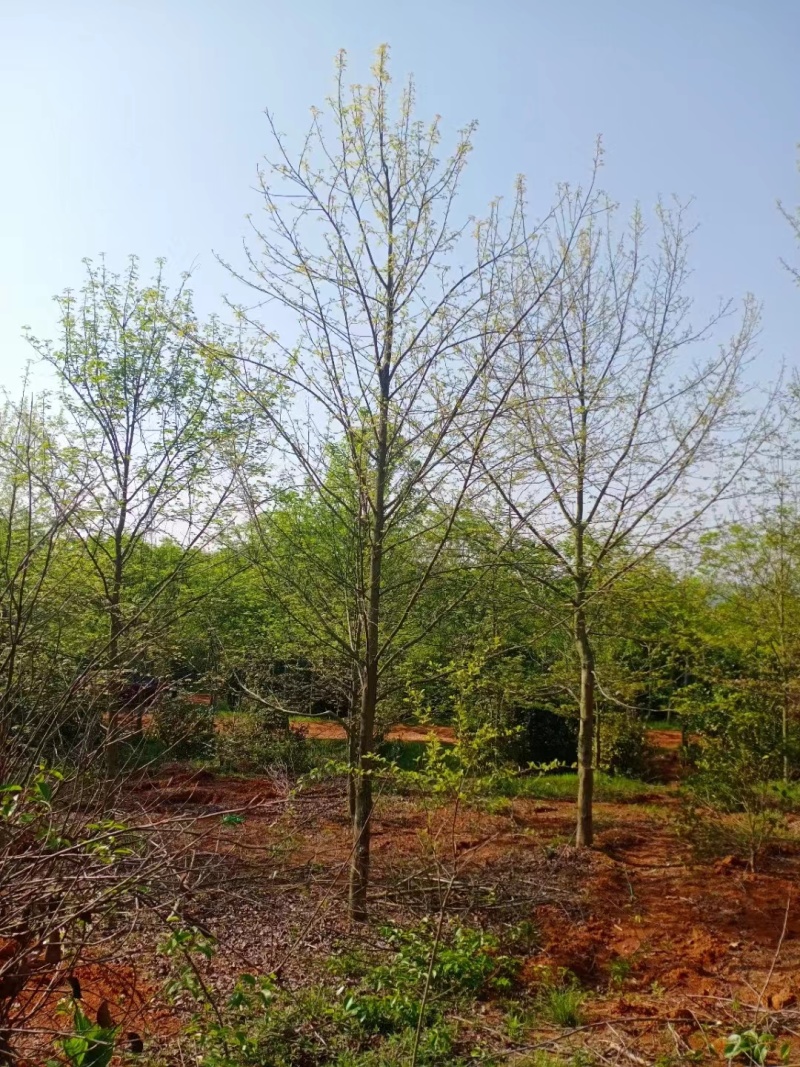 【热卖推荐】枫香小苗。基地直发可视频看货实地考察欢迎联系