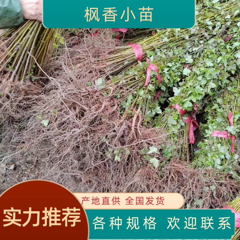【热卖推荐】枫香小苗。基地直发可视频看货实地考察欢迎联系