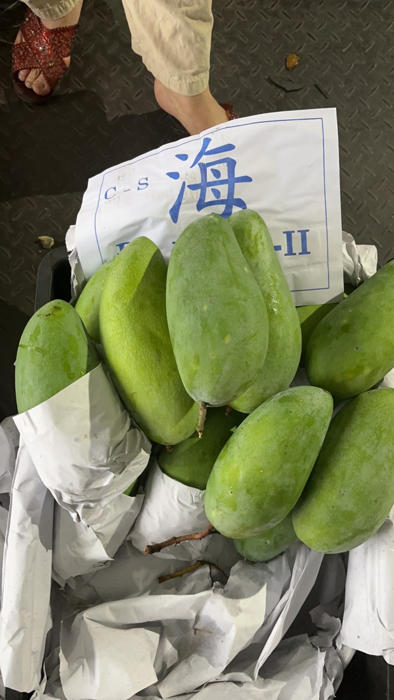 【热卖】广西本地大青芒大量供应全国发货对接商超欢迎联系