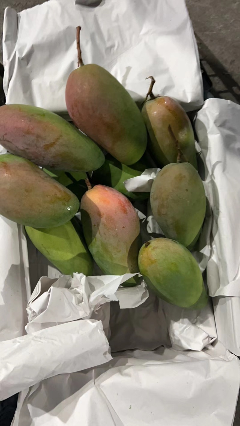 【热卖】广西本地大青芒大量供应全国发货对接商超欢迎联系