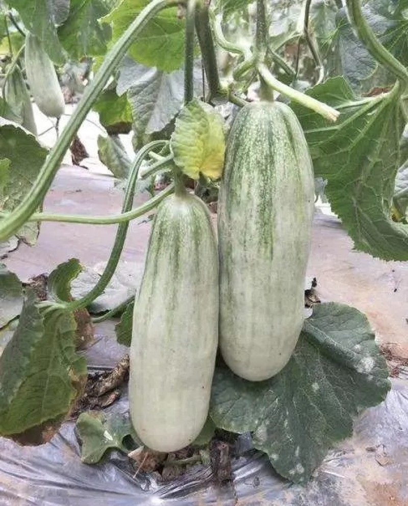 羊角蜜甜瓜，脆甜大果，现货直发，品质保障