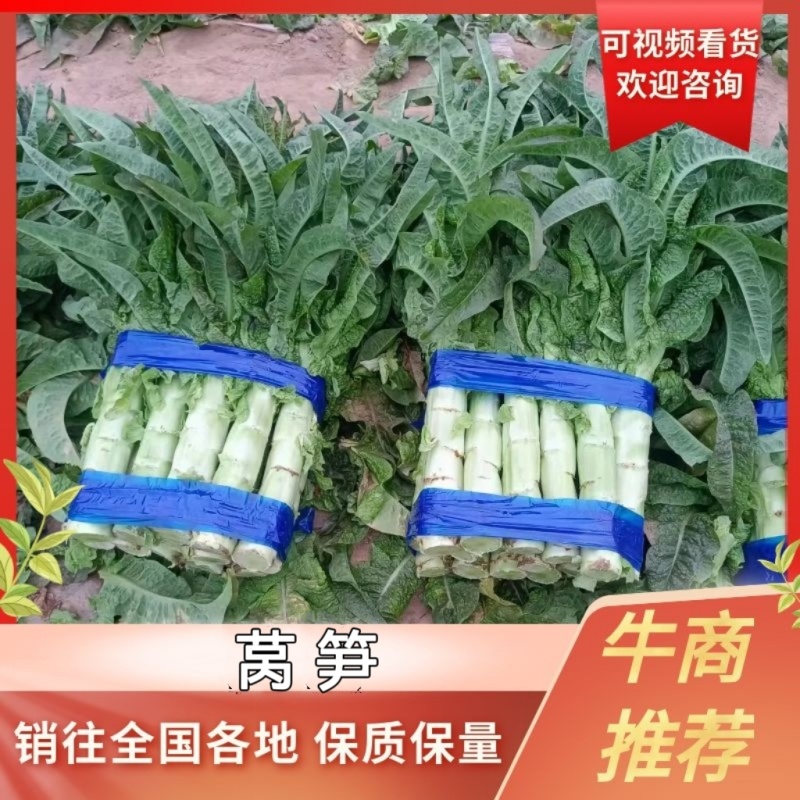 红叶莴笋个头均匀色亮质量好专业走市场专业代办