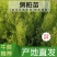 【实力火热】侧柏苗杯苗产地直发山西侧柏苗批发价可视频看货