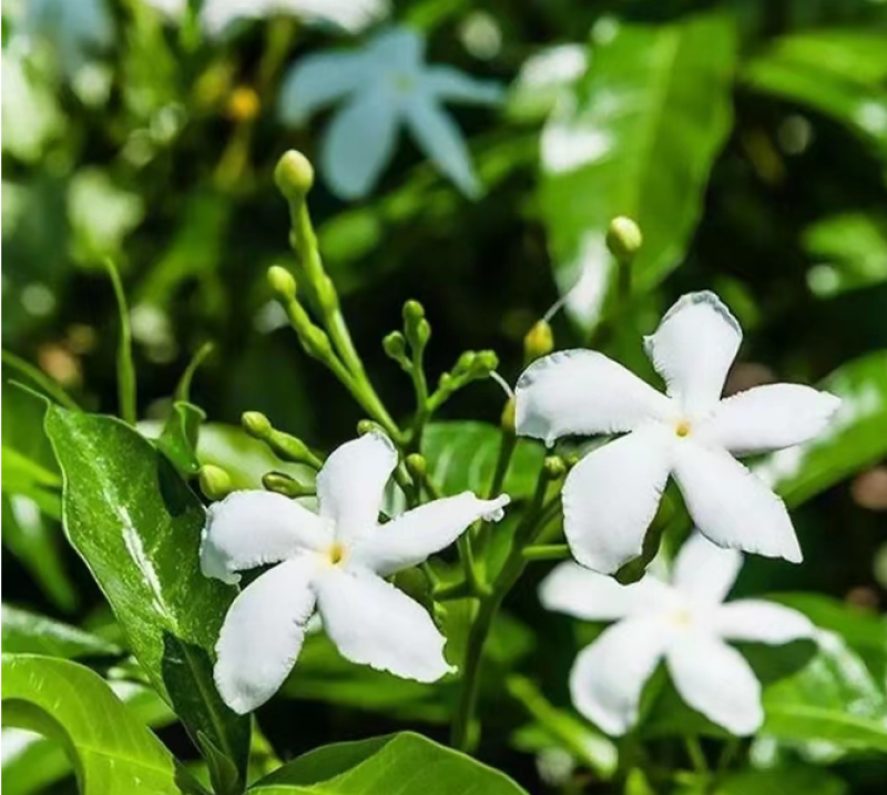 高品质白色风车茉莉