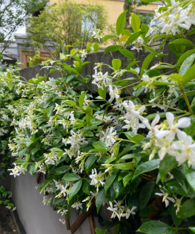 高品质白色风车茉莉